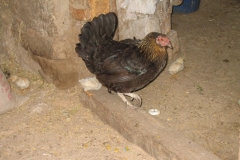 6Tem2006_20113